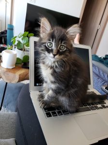 Cat sitting on laptop.